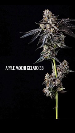 apple mochi gelato pic