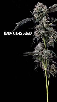 lemmon cherry gelato pic