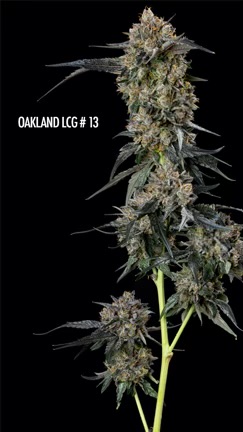 oakland lcg 13 pic