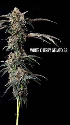 white cherry gelato pic